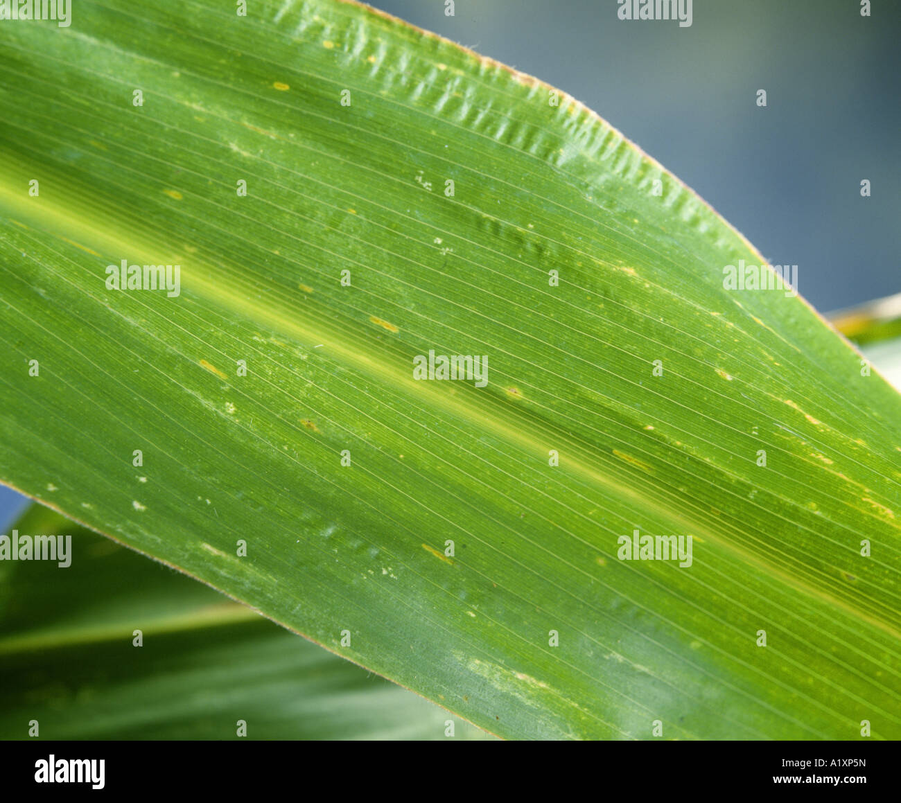 UNDERSIDE OF CORN LEAF; MICROGRAPH SHOWING STOMATES Stock Photo