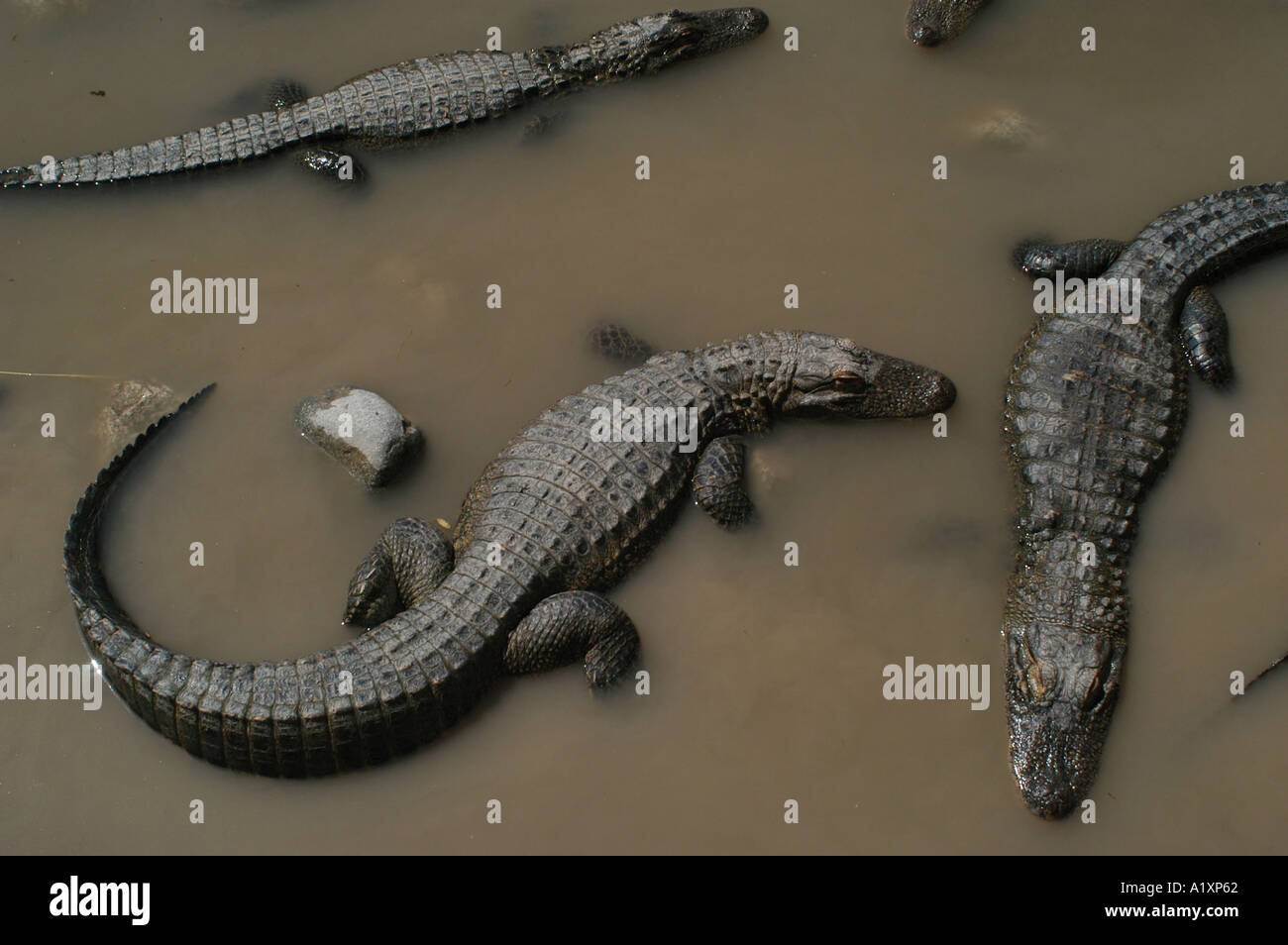 Young alligators swim in murky brown water with rocks sticking out of it at an alligator farm Colorado Stock Photo