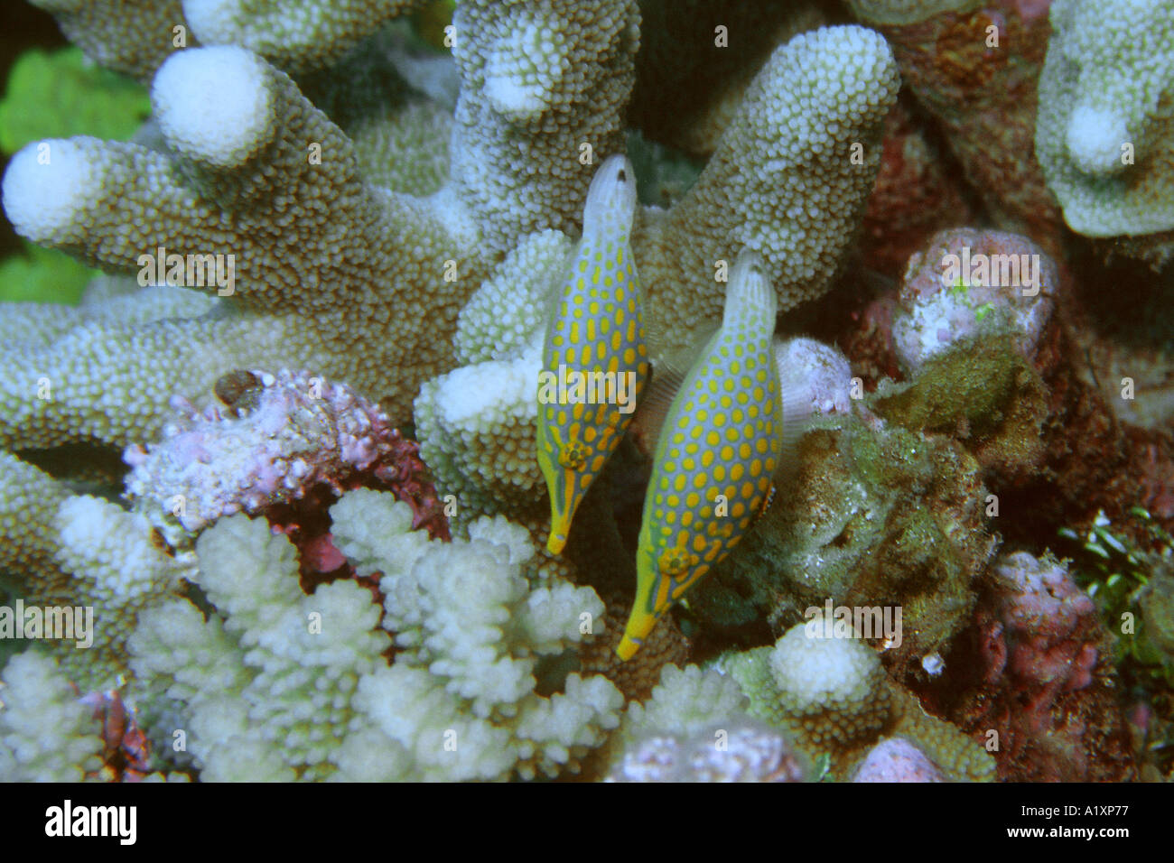 Pair of longnose filefish Oxymonacanthus longirostris Rongelap Marshall Islands N Pacific Stock Photo