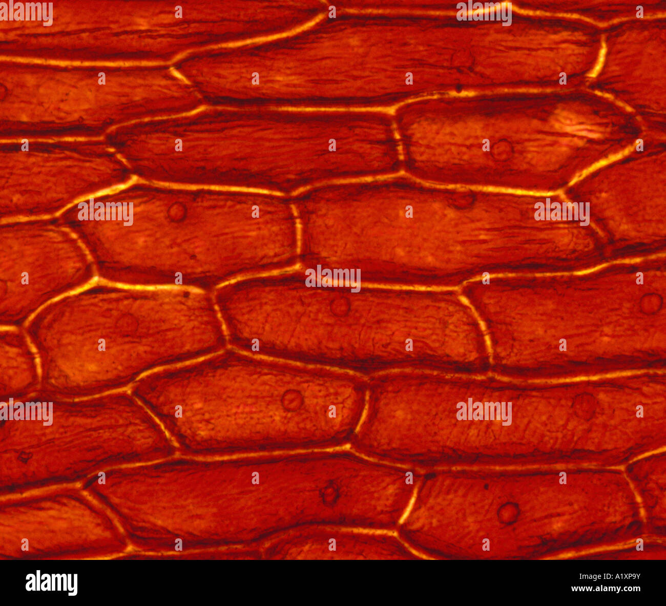 ONION SKIN CELLS (EPIDERMAL CELLS) / SHOWS CELL STRUCTURE AND NUCLEUS STAINED IN IODINE / LIVE--100X / STUDIO Stock Photo