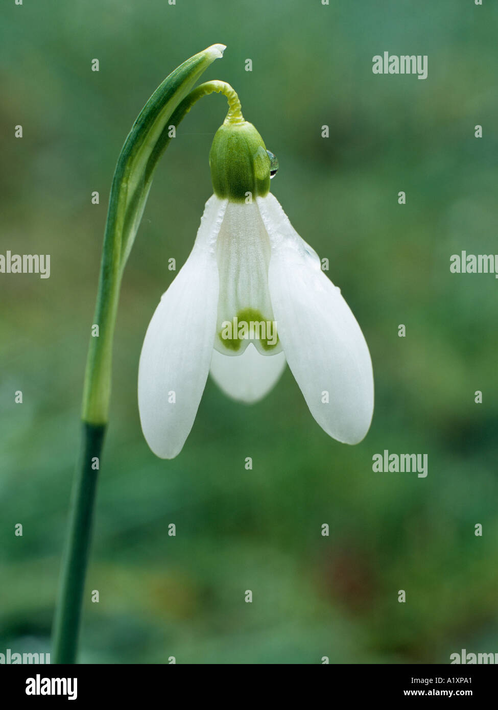 British Wild Snowdrop Galanthus nivalis flower in close up England UK Britain Stock Photo