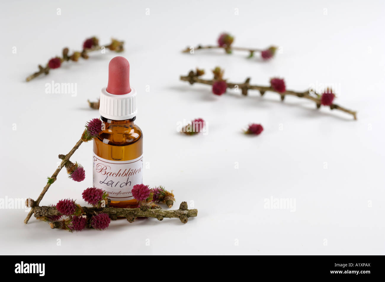 Bottle with Bach Flower Stock Remedy Larch Larix decidua Stock Photo