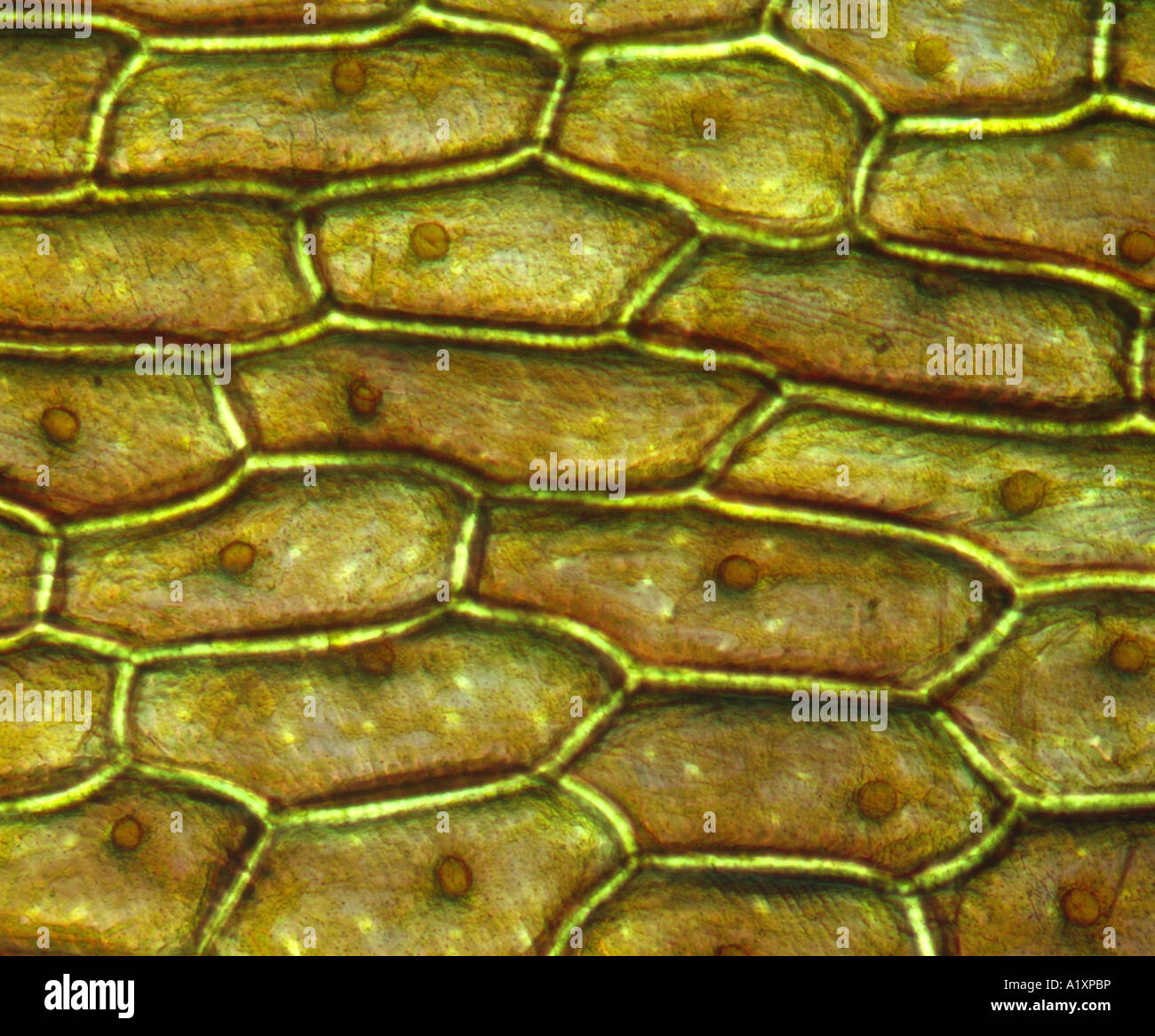 Onion Cells Hi res Stock Photography And Images Alamy