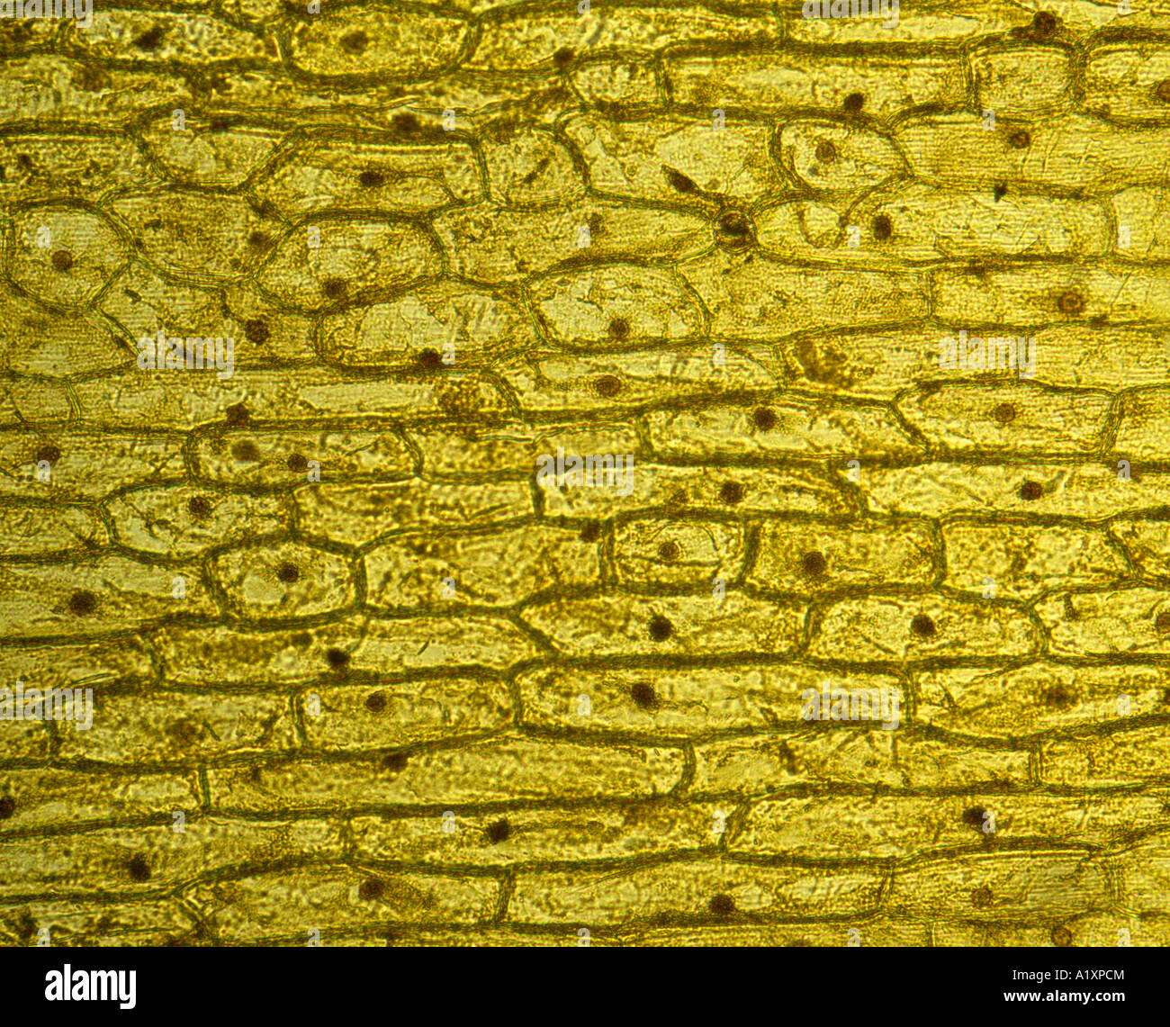Onion Epidermal Cell Stained With Iodine