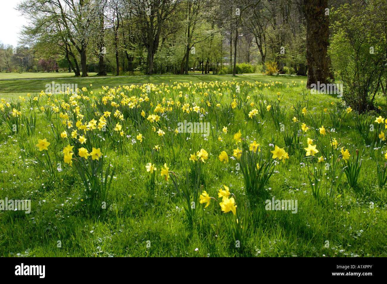 Daffodils Narcissus spec Osterglocken Stock Photo