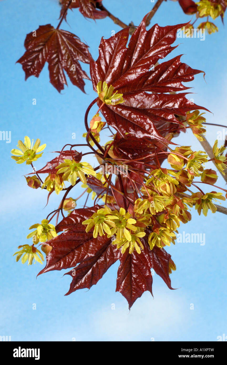 Norway Maple blossom Acer platanoides Spitzahorn Bluete Nahaufnahme