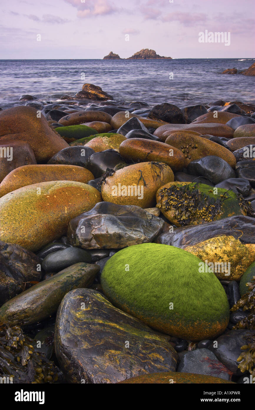 Round, algae covered pebbles adorn the shore at Priests Cove in Cape Cornwall, Cornwall Stock Photo