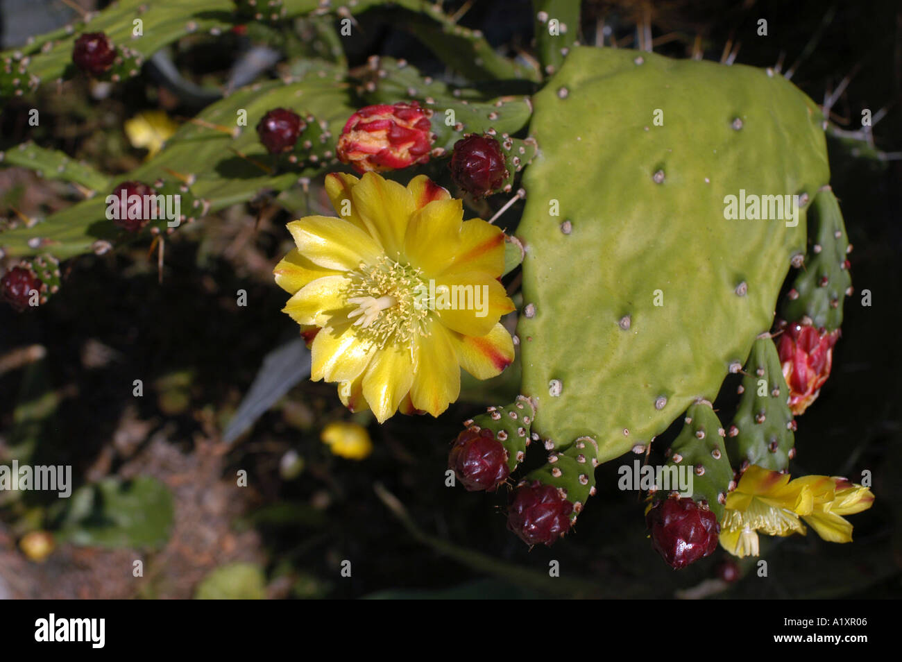 A flowering prickly pear cactus with red buds and yellow flowers Stock Photo