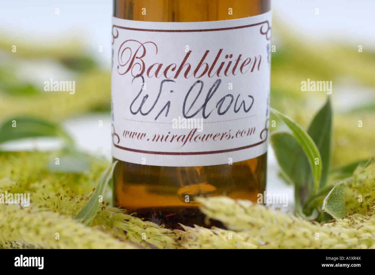 Bottle with Bach Flower Stock Remedy Willow Salix vitellina Stock Photo
