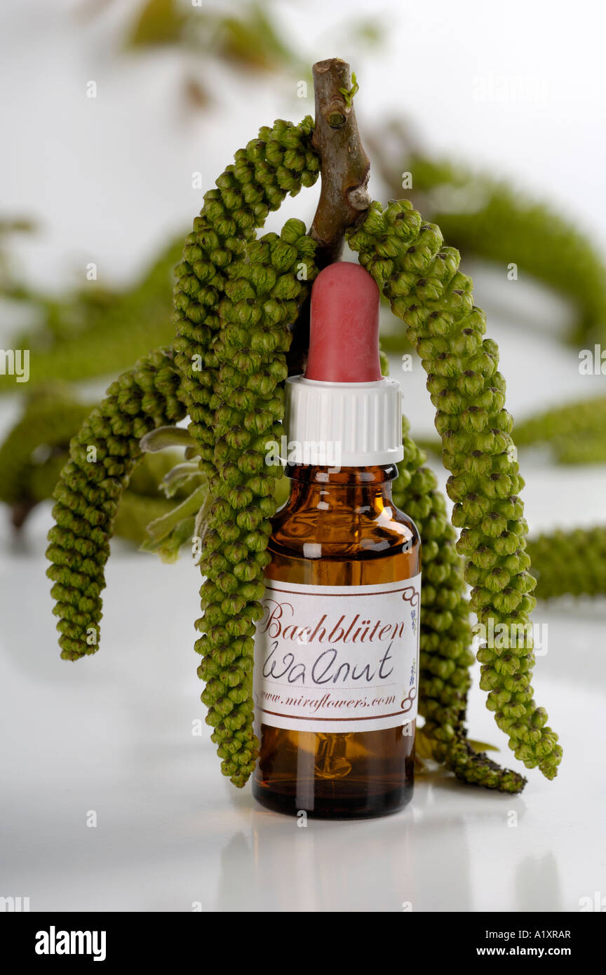 Bottle with Bach Flower Stock Remedy Walnut Juglans regia Stock Photo