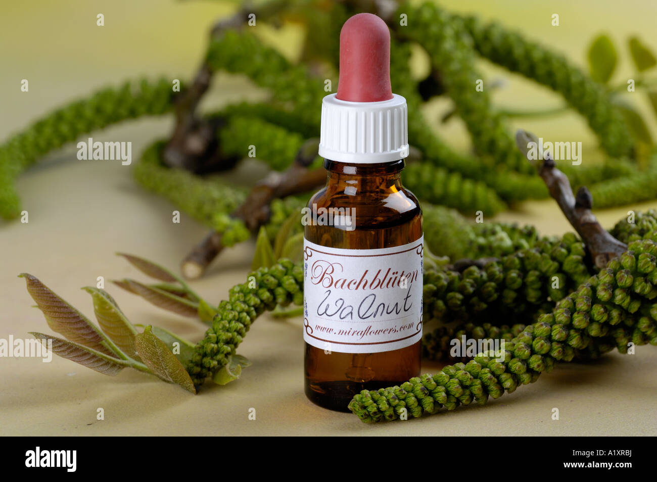 Bottle with Bach Flower Stock Remedy Walnut Juglans regia Stock Photo