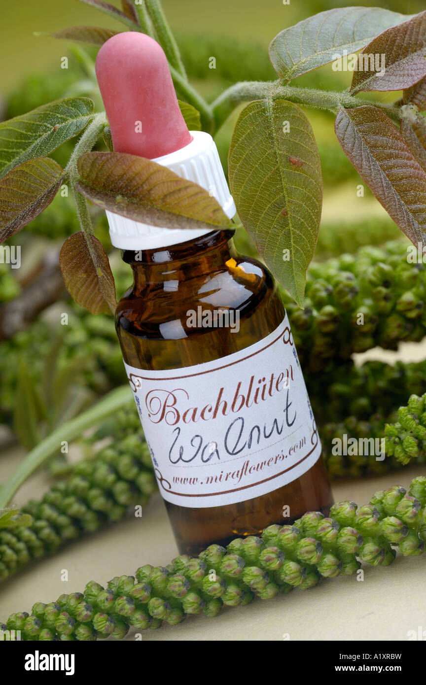 Bottle with Bach Flower Stock Remedy Walnut Juglans regia Stock Photo