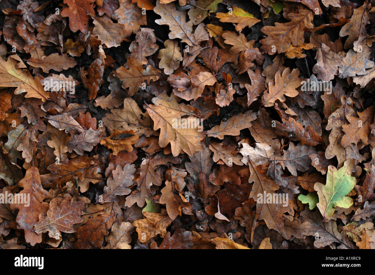 Autumn oak leaves Stock Photo