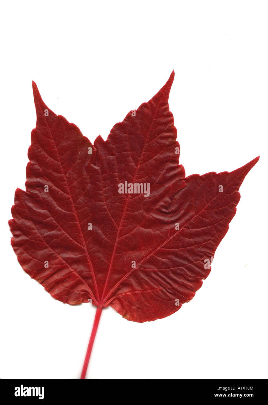 red leaf Stock Photo