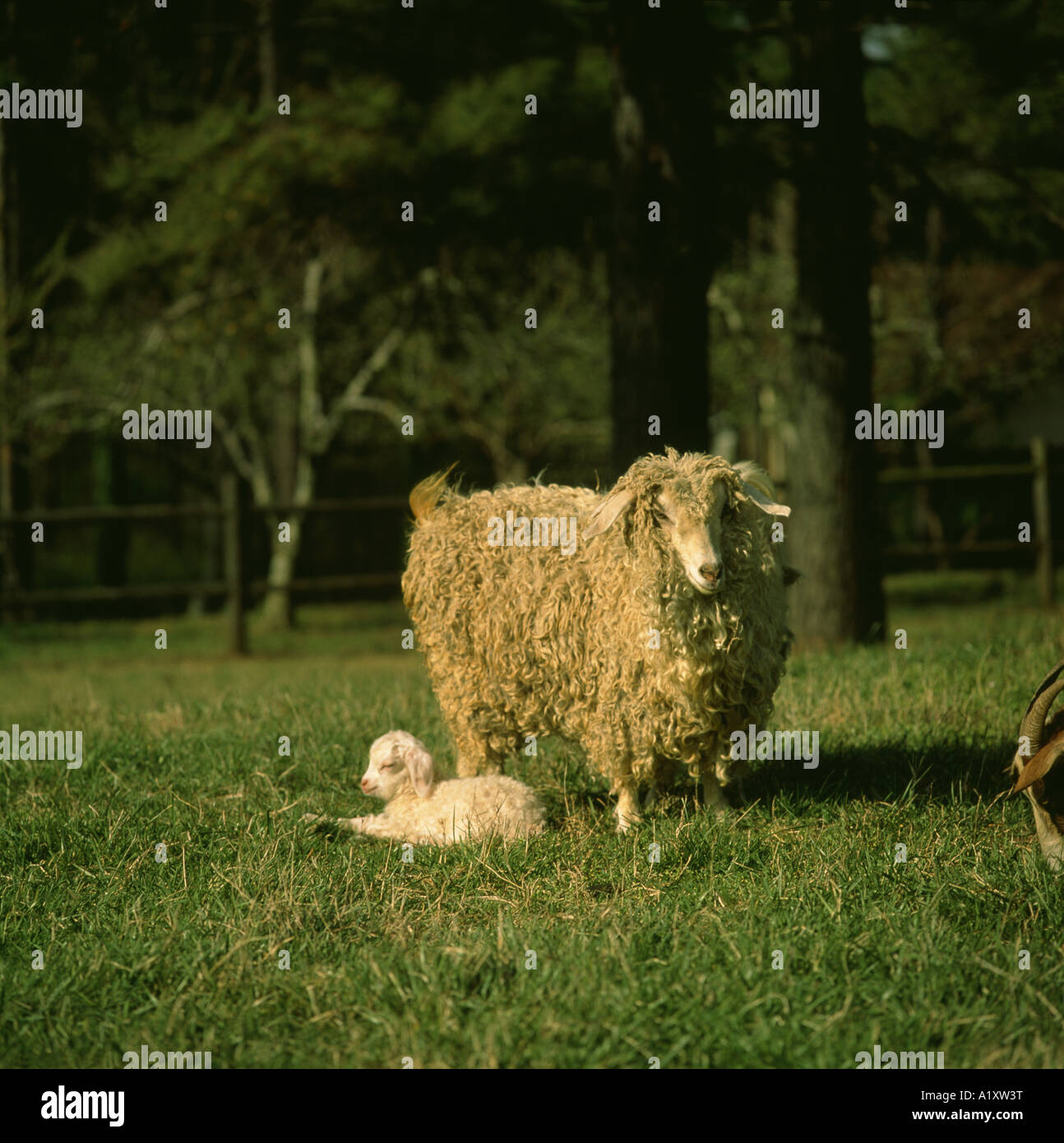 Angora sheep goats hires stock photography and images Alamy