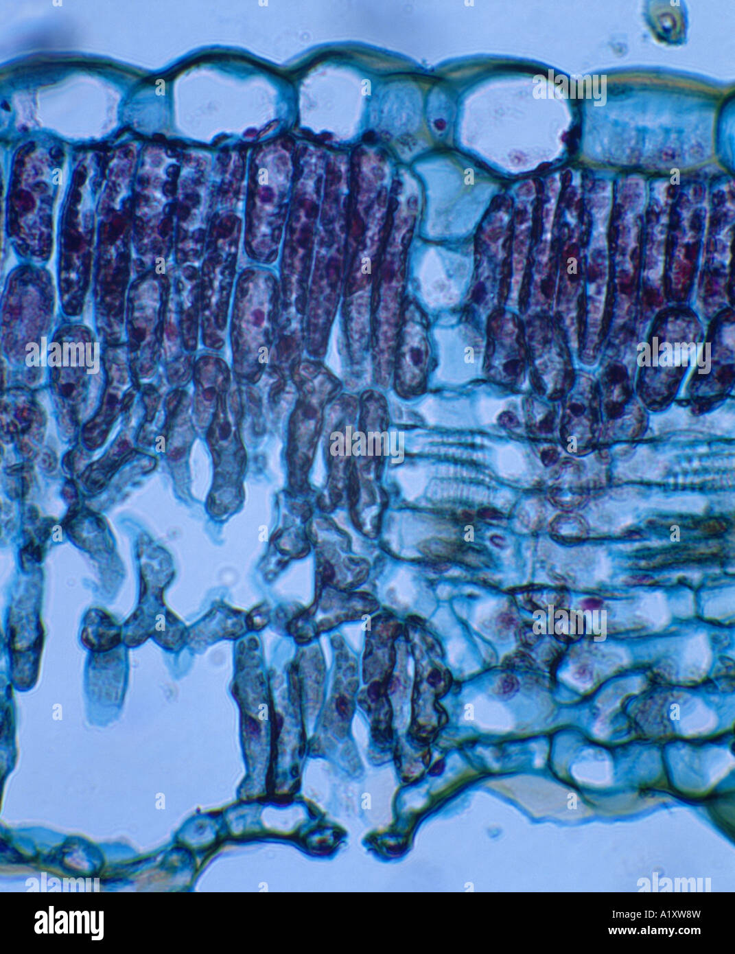 SUNFLOWER LEAF (HELIANTHUS SP.) CROSS SECTION SHOWING UPPER EPIDERMIS, PALASIDE CELLS, SPONGY LAYER, LOWER EPIDERMIS WITH GUARD Stock Photo