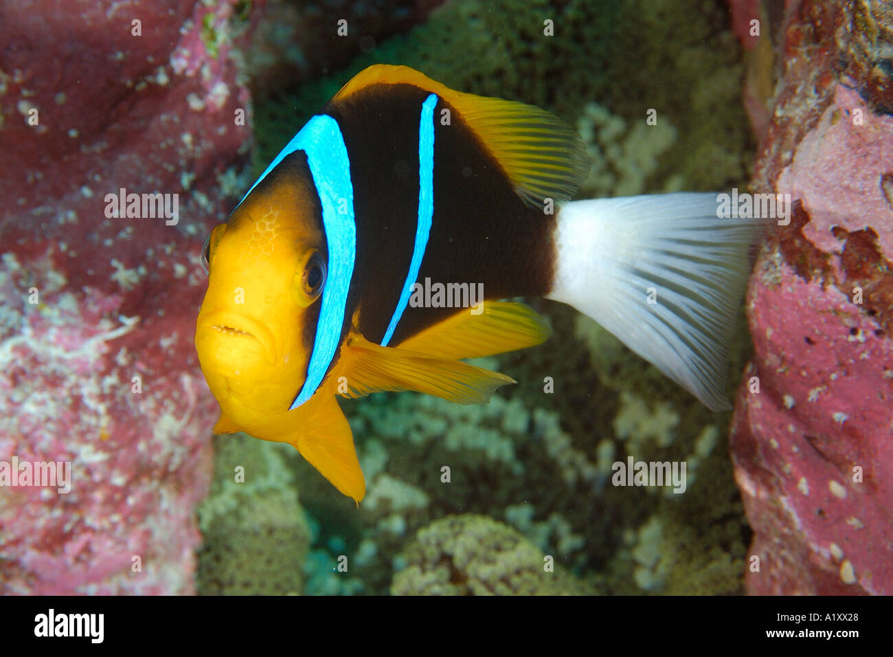 Orange finned anemonefish Amphiprion chrysopterus Namu atoll Marshall Islands N Pacific Stock Photo