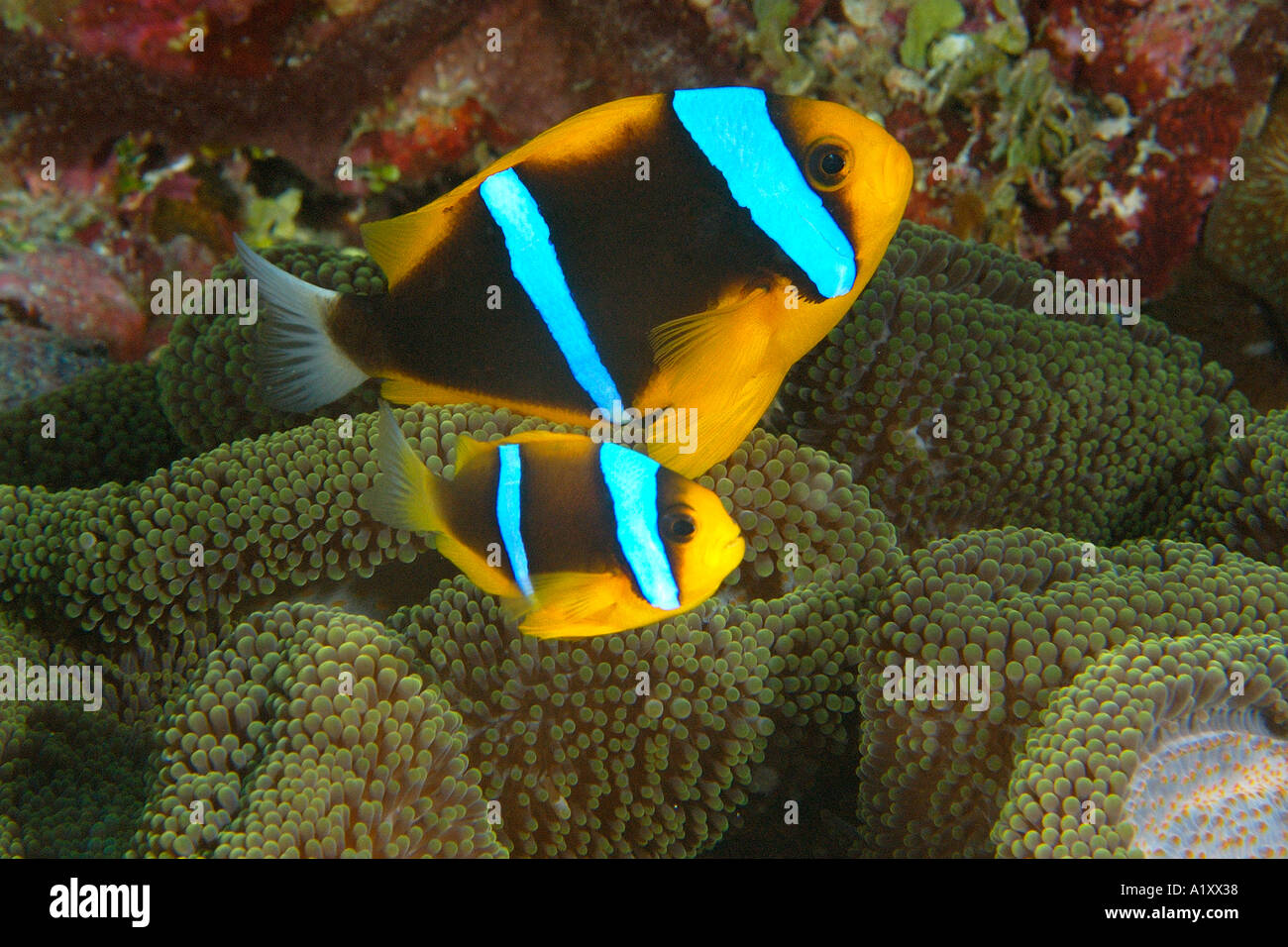Orange finned anemonefish Amphiprion chrysopterus and Merten s sea anemone Stichodactyla mertensii Namu Marshall Islands Stock Photo