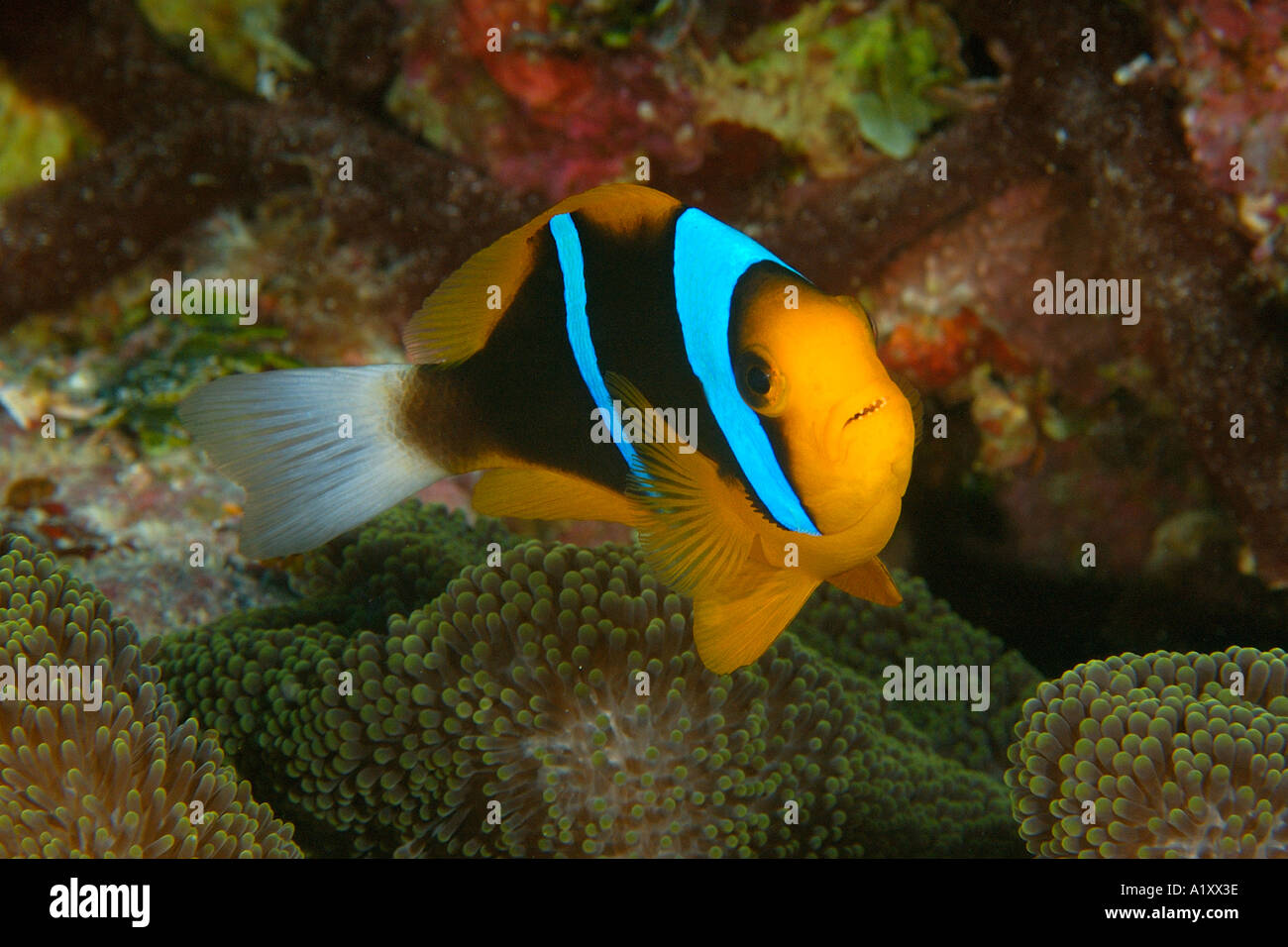 Orange finned anemonefish Amphiprion chrysopterus and Merten s sea anemone Stichodactyla mertensii Namu Marshall Islands Stock Photo