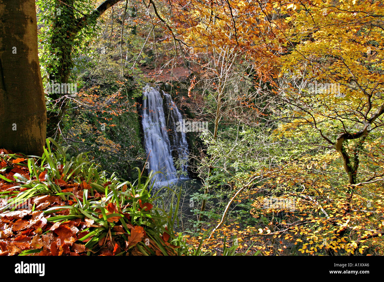 North York Moors National Park UK Falling Foss waterfall in Autumn Stock Photo