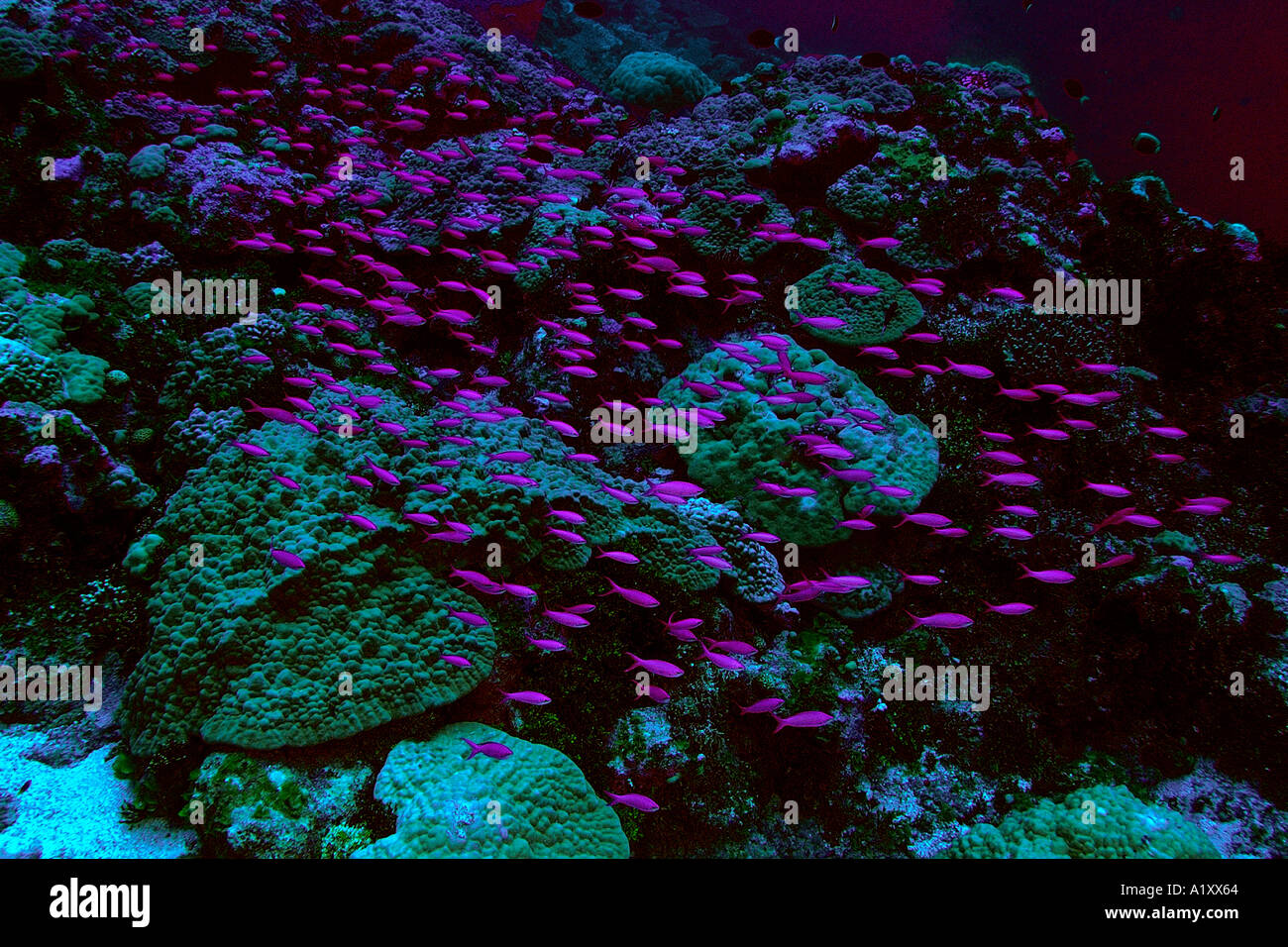 Hundreds of purple queen anthias Pseudanthias pascalus hovering over the reef Namu atoll Marshall Islands N Pacific Stock Photo