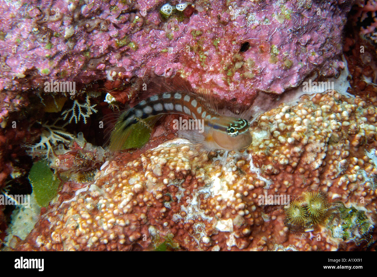 Comical blenny Ecsenius opsifrontalis Namu atoll Marshall Islands N Pacific Stock Photo