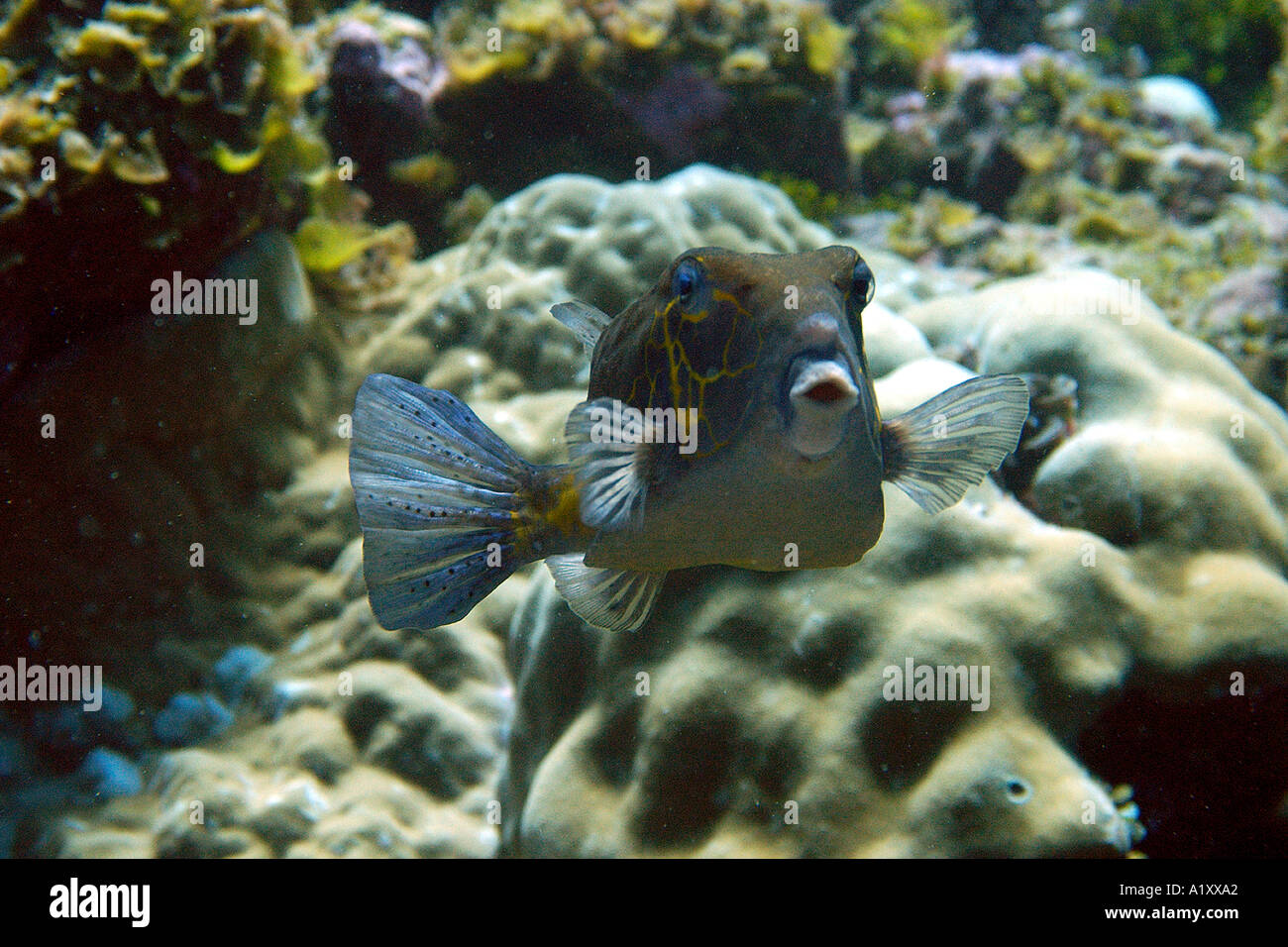 Yellow boxfish Ostracion cubicus large adult Namu atoll Marshall Islands N Pacific Stock Photo