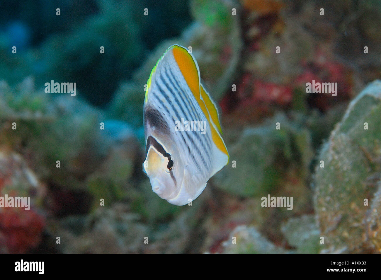 Yellowback Merten s butterflyfish Chaetodon mertensii Namu atoll Marshall Islands N Pacific Stock Photo
