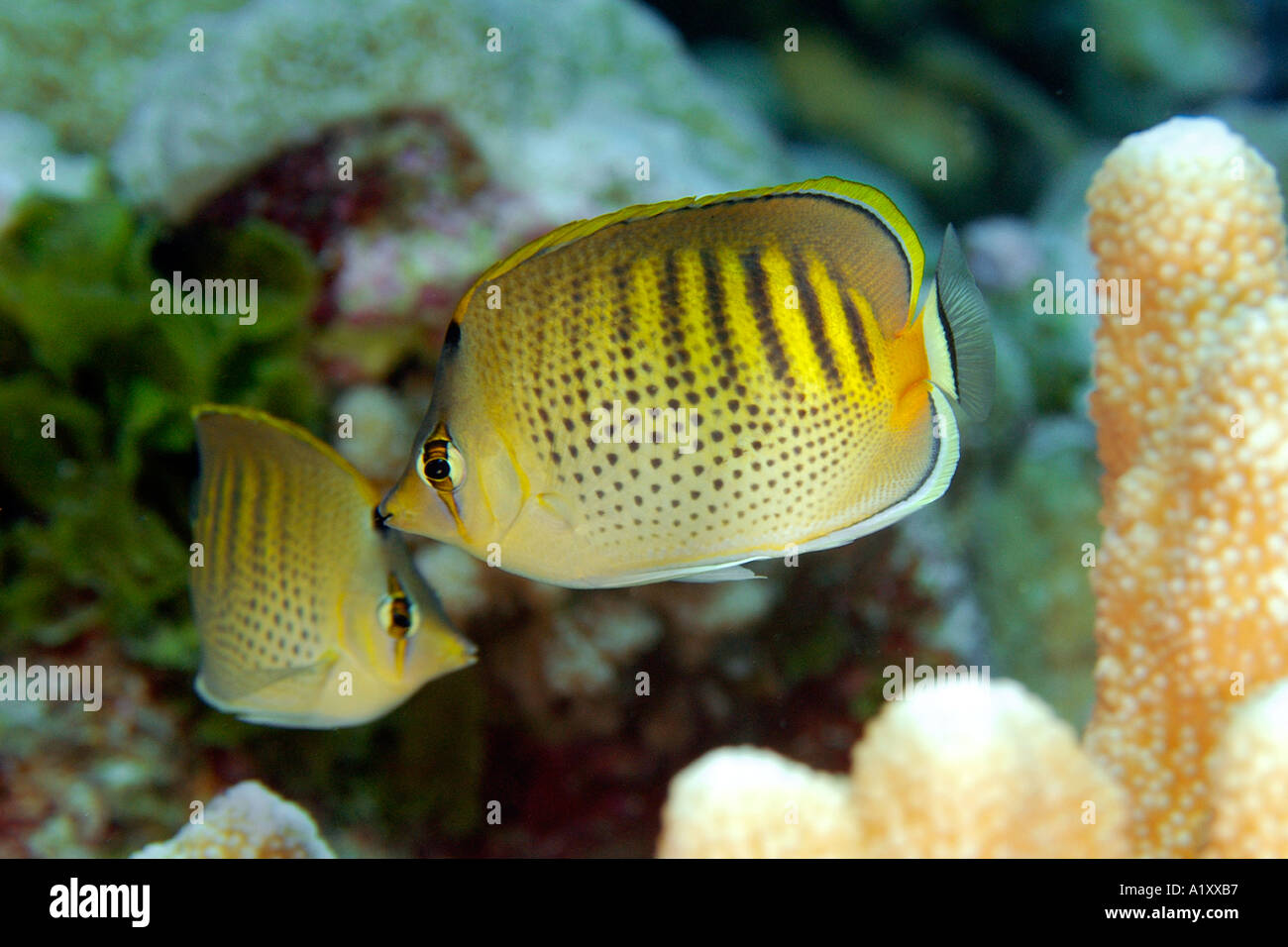 Spot banded butterflyfish Chaetodon punctofasciatus Namu atoll Marshall Islands N Pacific Stock Photo