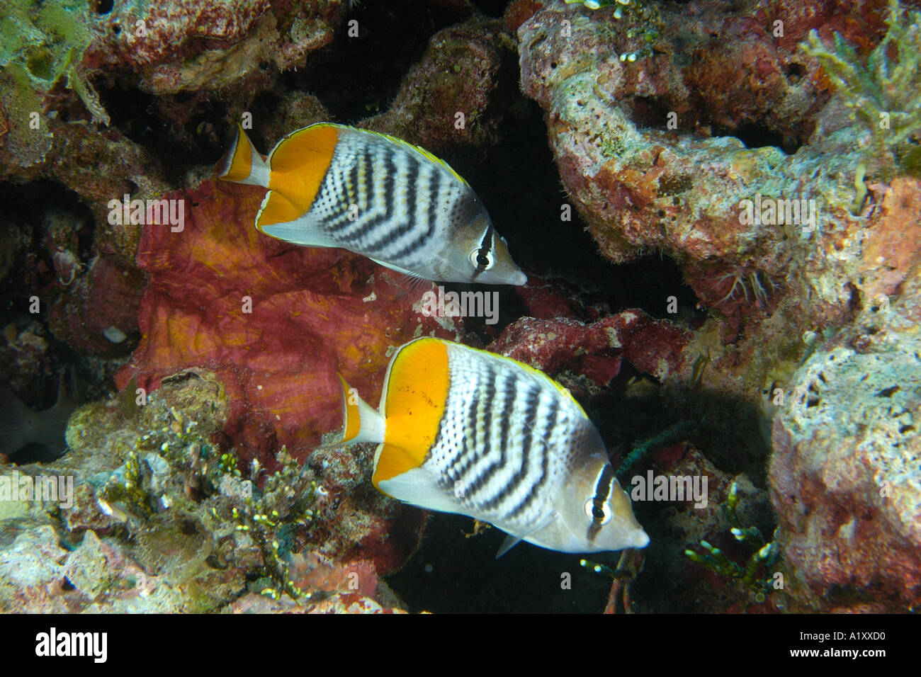 Pair of Yellowback Merten s butterflyfish Chaetodon mertensii Namu atoll Marshall Islands N Pacific Stock Photo