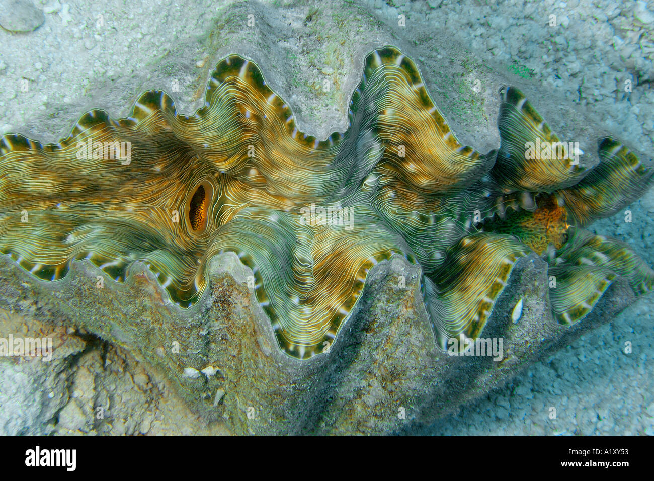 Horseshoe clam Hippopus hippopus Namu atoll Marshall Islands N Pacific Stock Photo