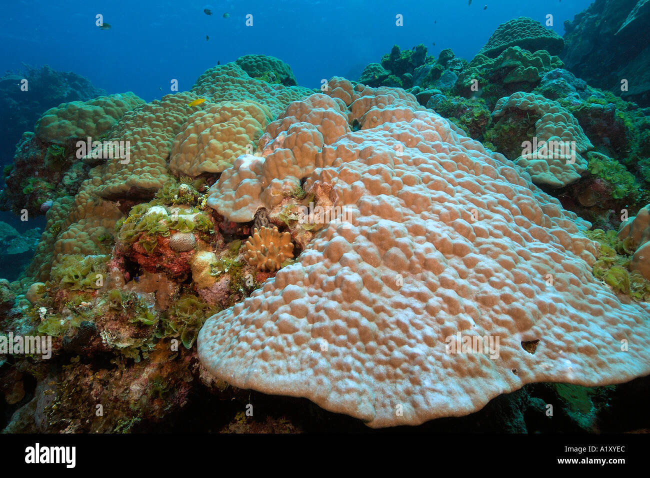 Namu atoll hi-res stock photography and images - Alamy