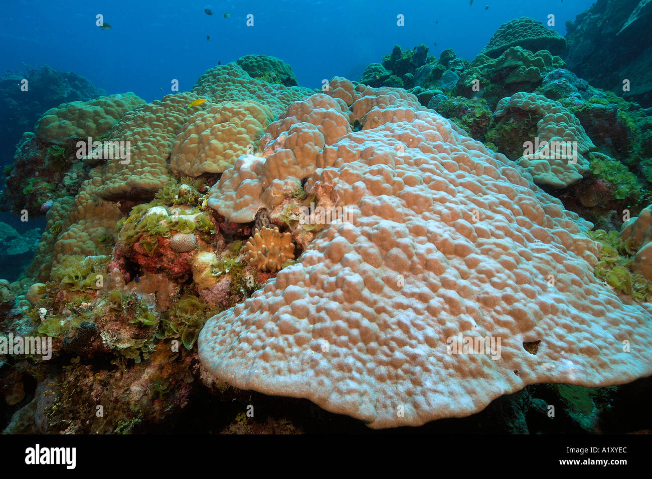 Lobe coral Porites sp and algae Namu atoll Marshall Islands N Pacific Stock Photo