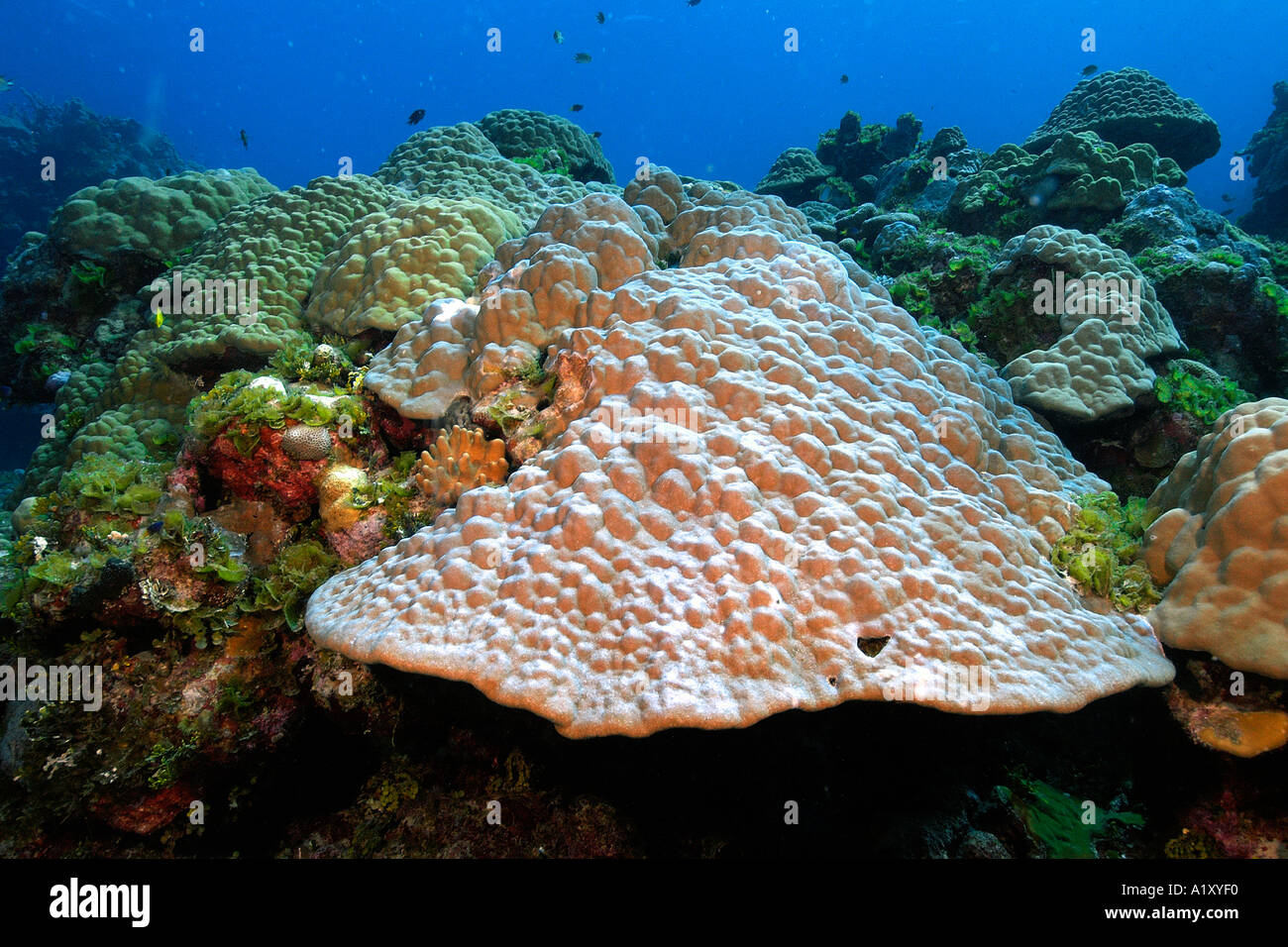 Lobe coral Porites sp and algae Namu atoll Marshall Islands N Pacific Stock Photo