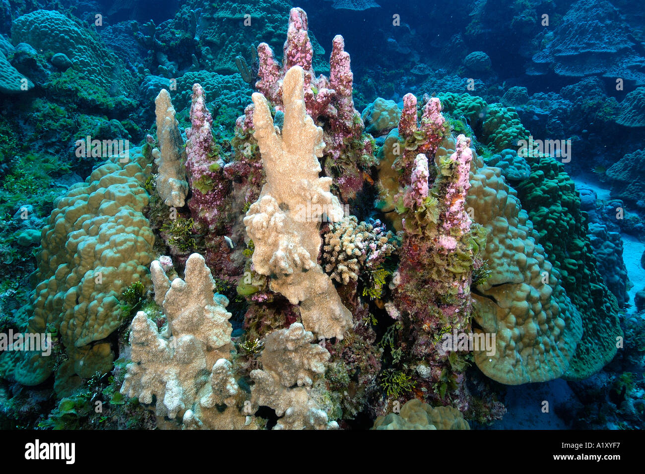 Coral reef Namu atoll Marshall Islands N Pacific Stock Photo