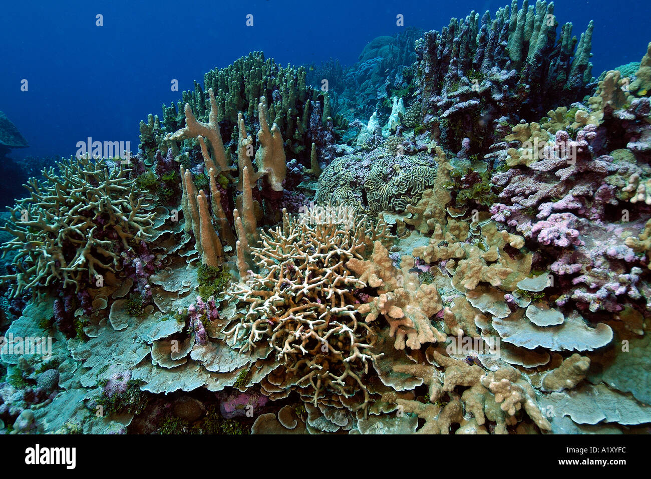 Highly diverse coral reef Namu atoll Marshall Islands N Pacific Stock Photo