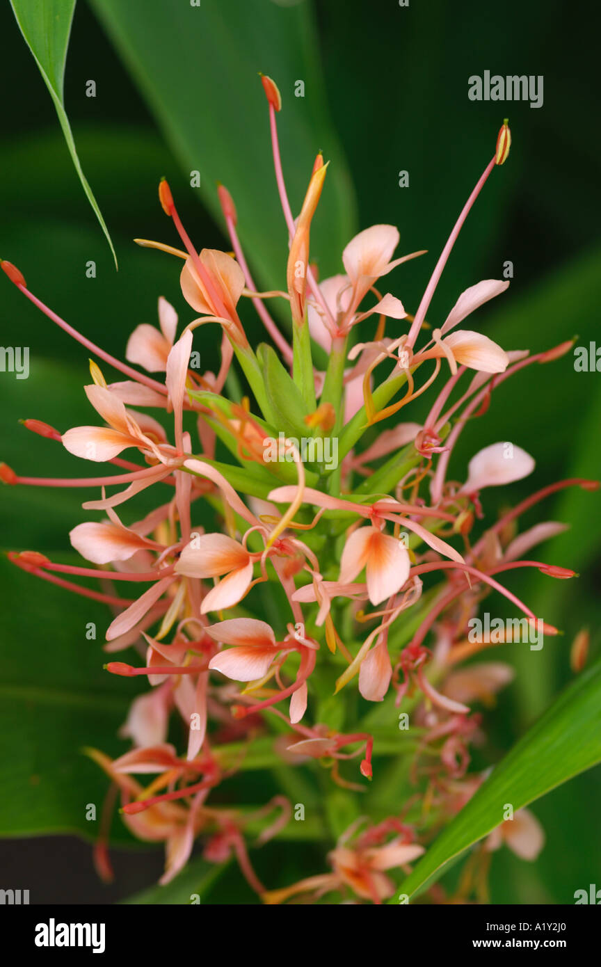 Hedychium coccineum Red Ginger Lily Stock Photo Alamy