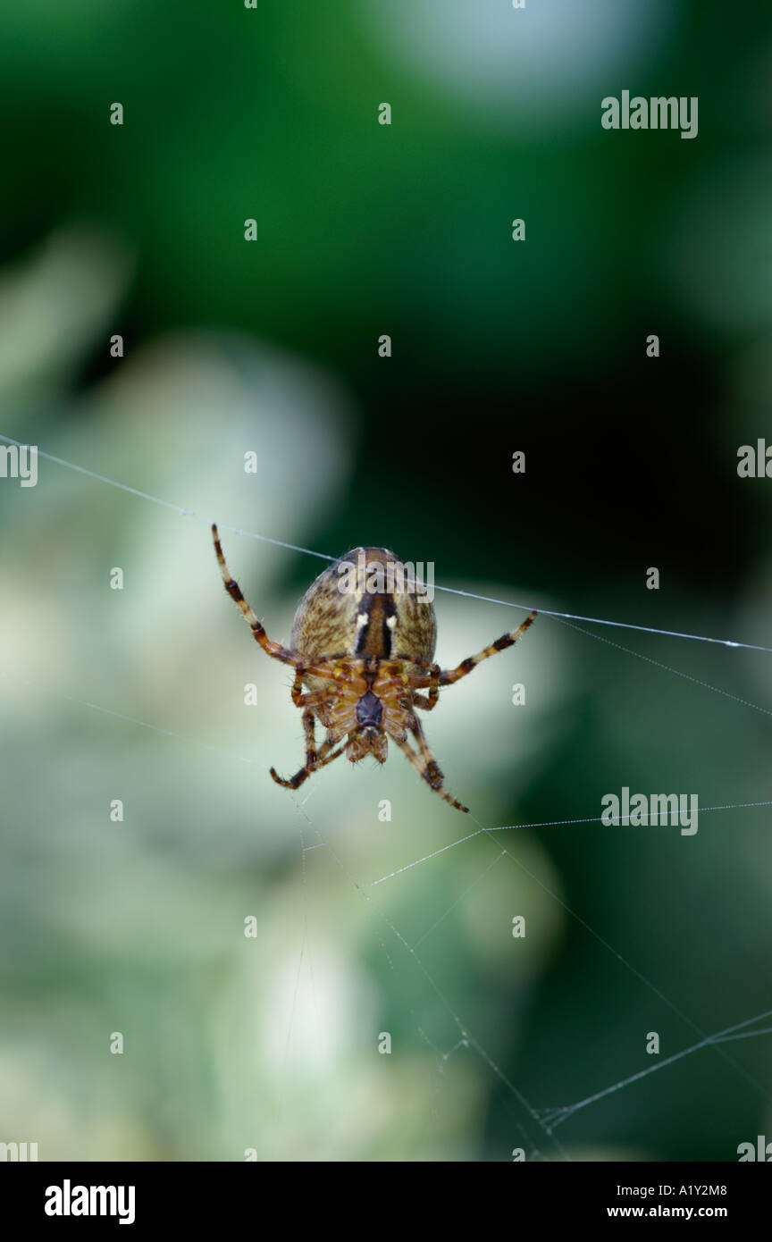 Garden Spider Araneus diadematus on its Webb Stock Photo - Alamy