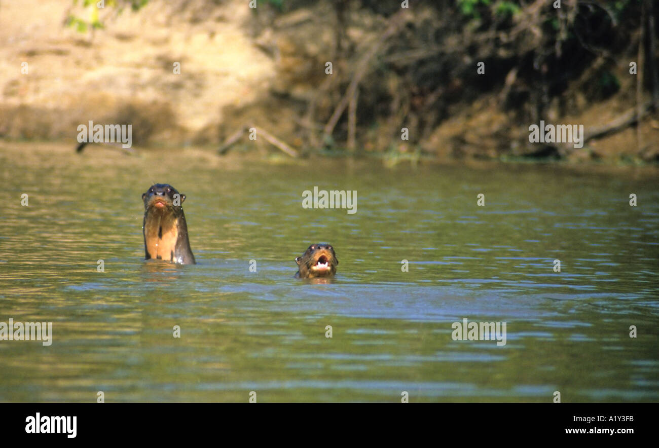 South american giant otters hi-res stock photography and images - Alamy