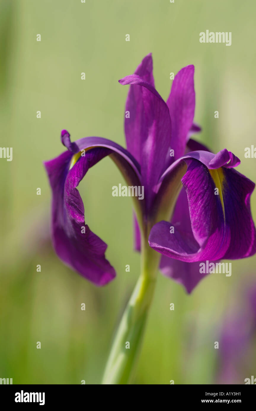 Iris ensata var Spontanea Stock Photo