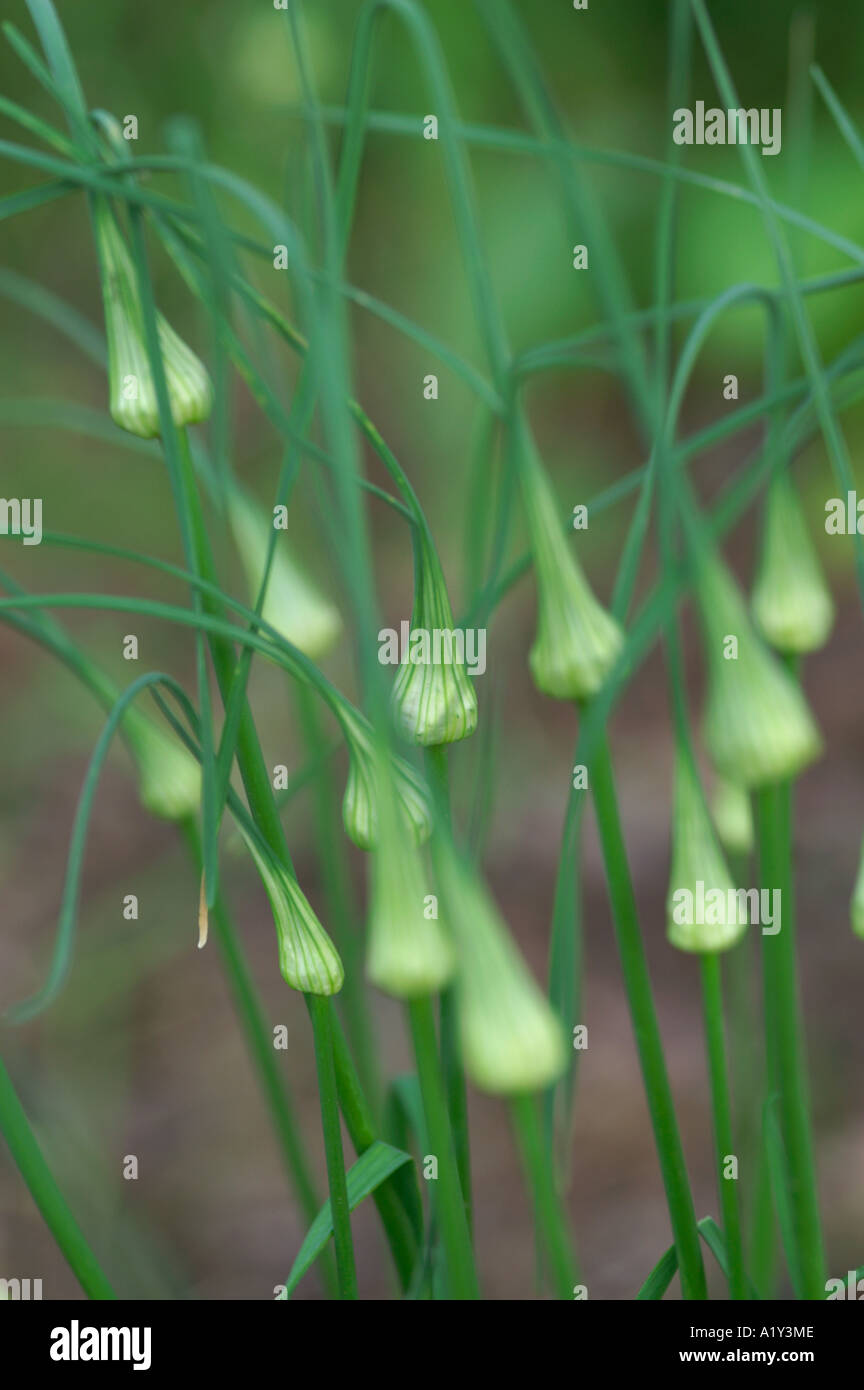 Allium paradoxum var normale flowering onion Stock Photo