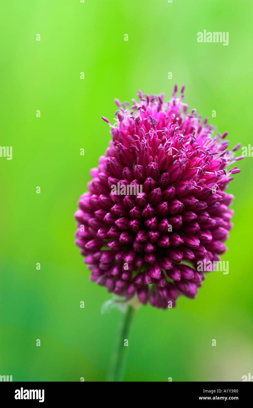 Allium spaerocephalon Drumstick ornamental flowering onion Stock Photo