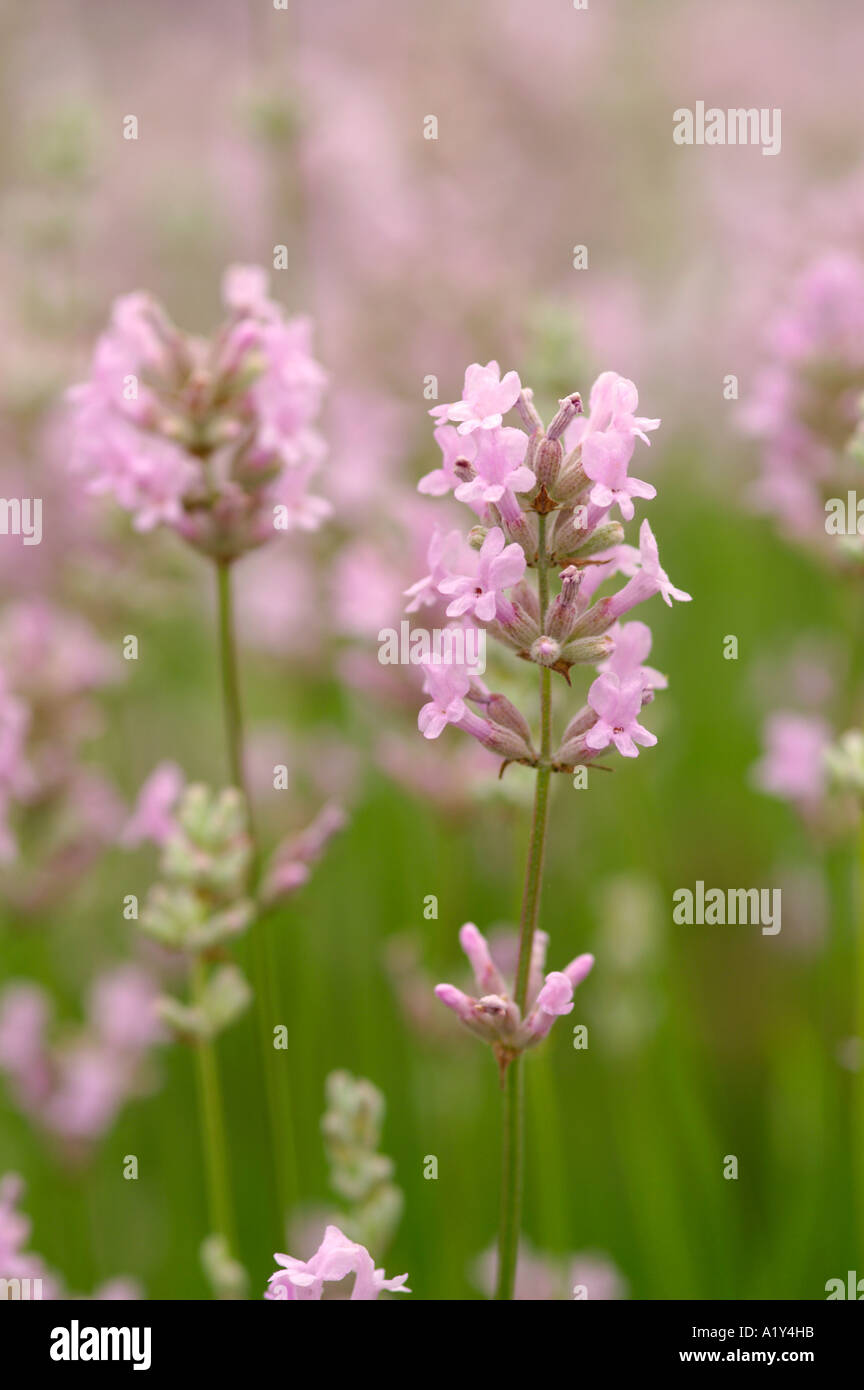 Lavandula angustifolia Rosea English Lavender Stock Photo Alamy
