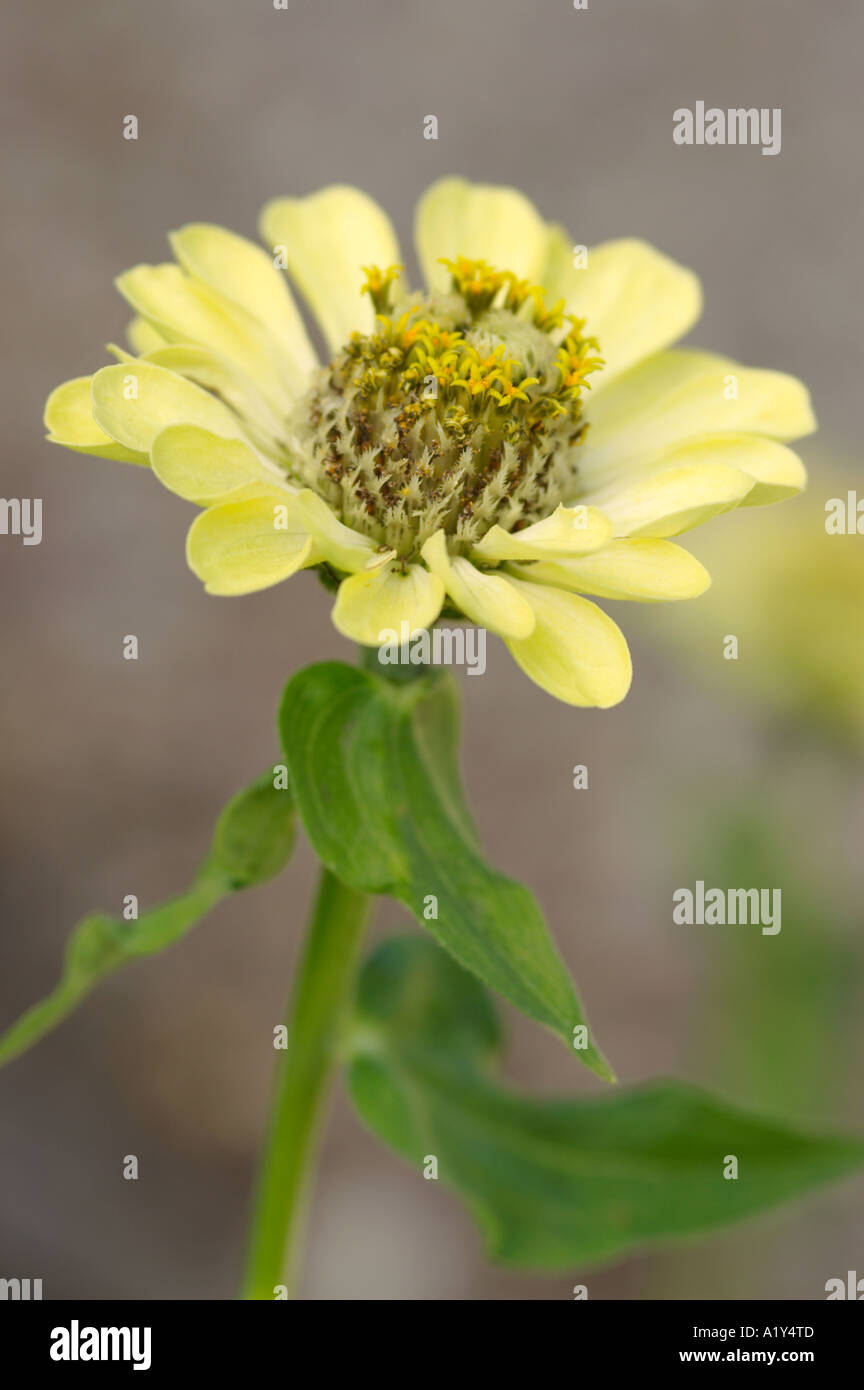 Zinnia elegans Envy close up Stock Photo