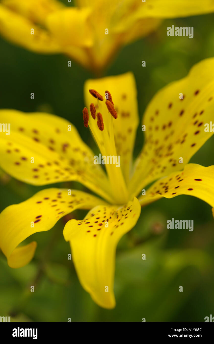 Lilium Sun Ray Stock Photo