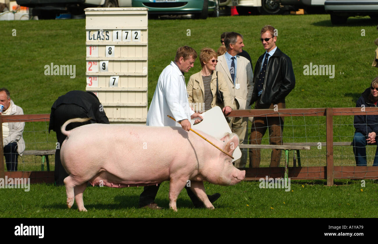 Large White Pig Great Yorkshire Show Harrogate North Yorkshire Stock