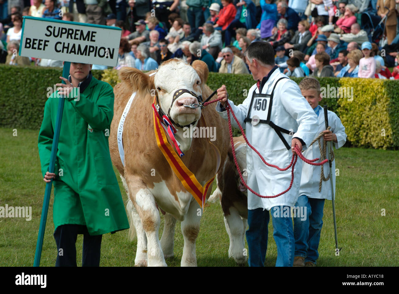 British Simmental Cattle Beef Supreme Champion Great Yorkshire Show