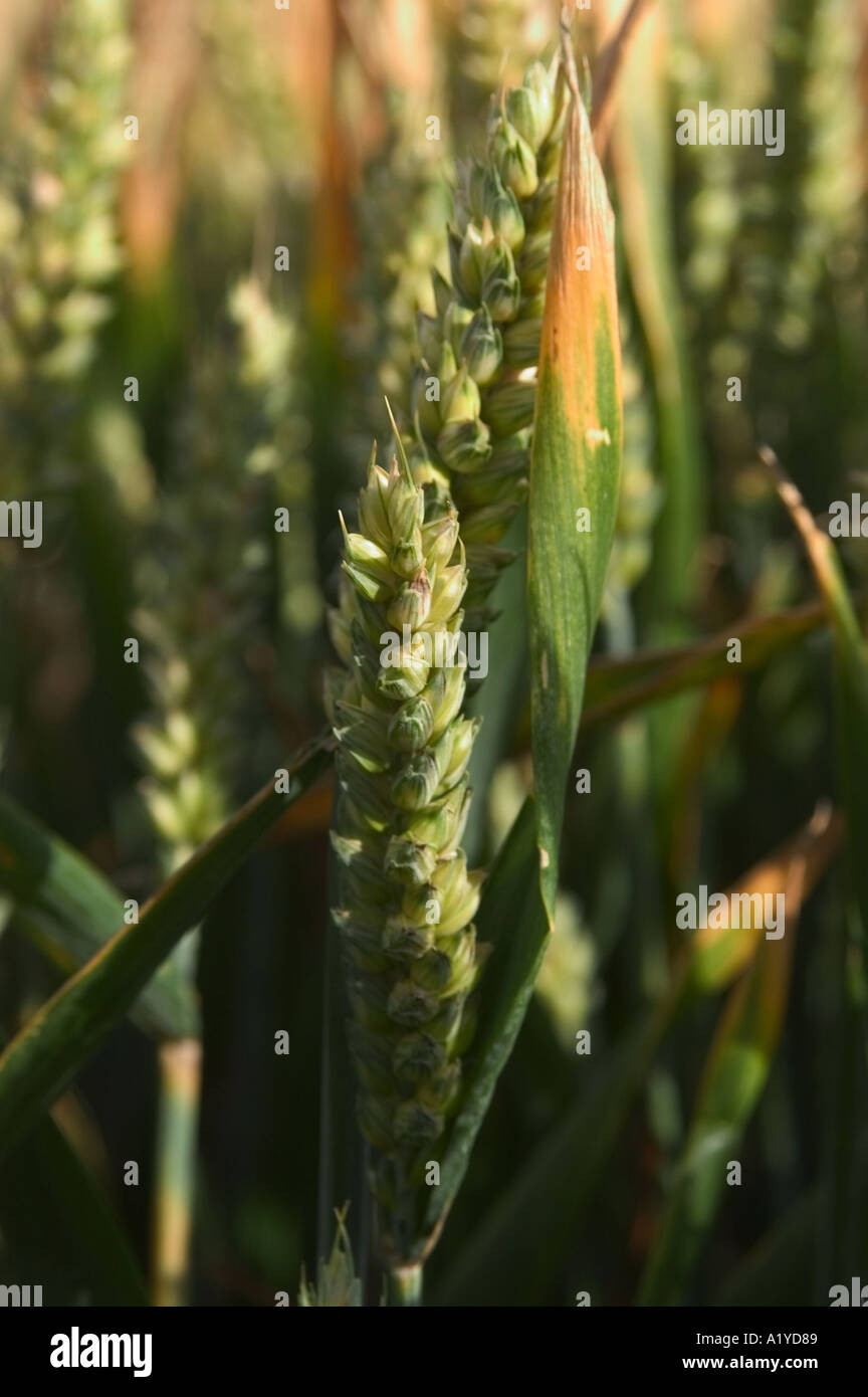Wheat Field before Harvest Dover Kent Stock Photo - Alamy