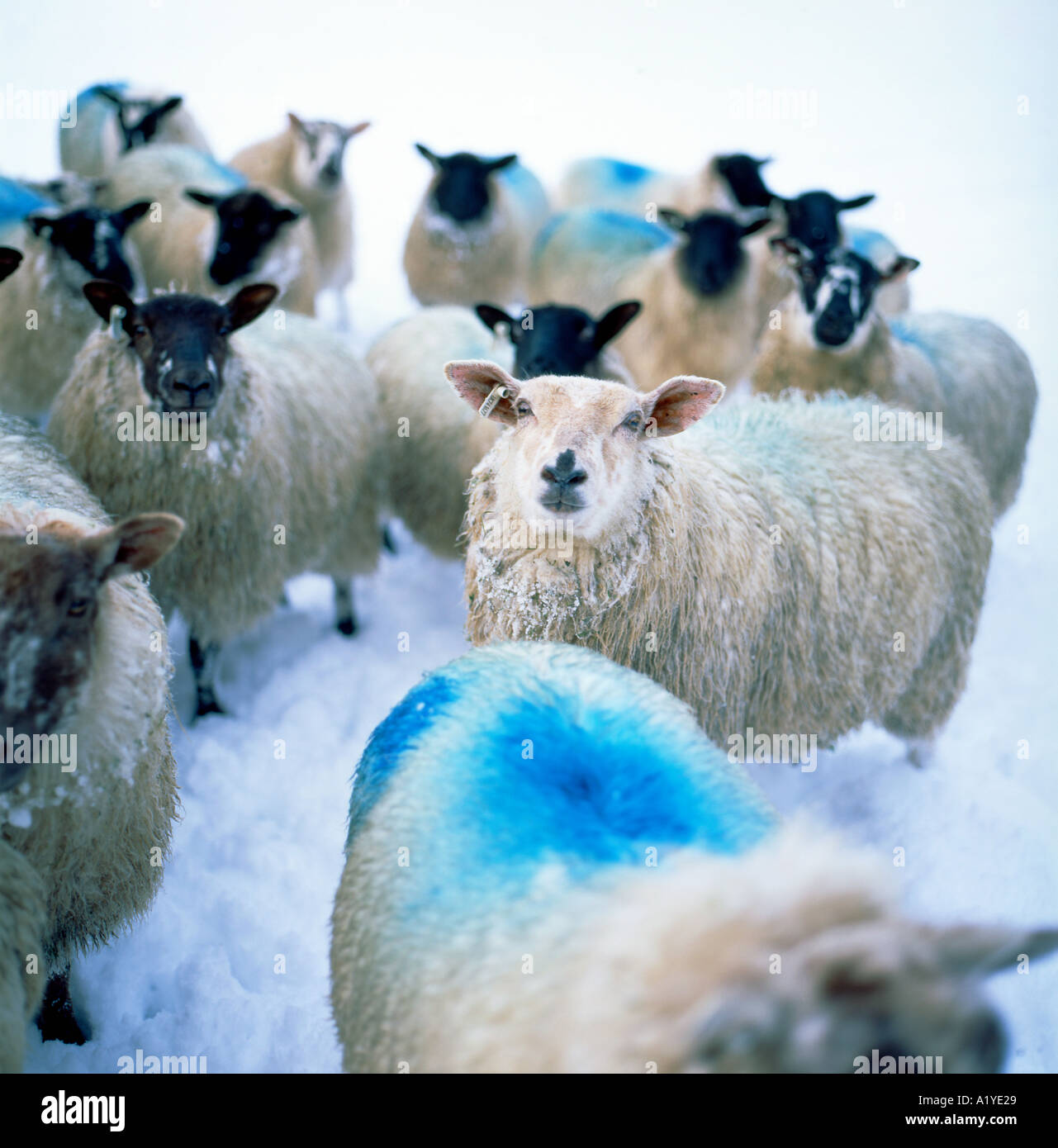 Sheep marked with blue raddle dye awaiting feeding in snow in a snowy
