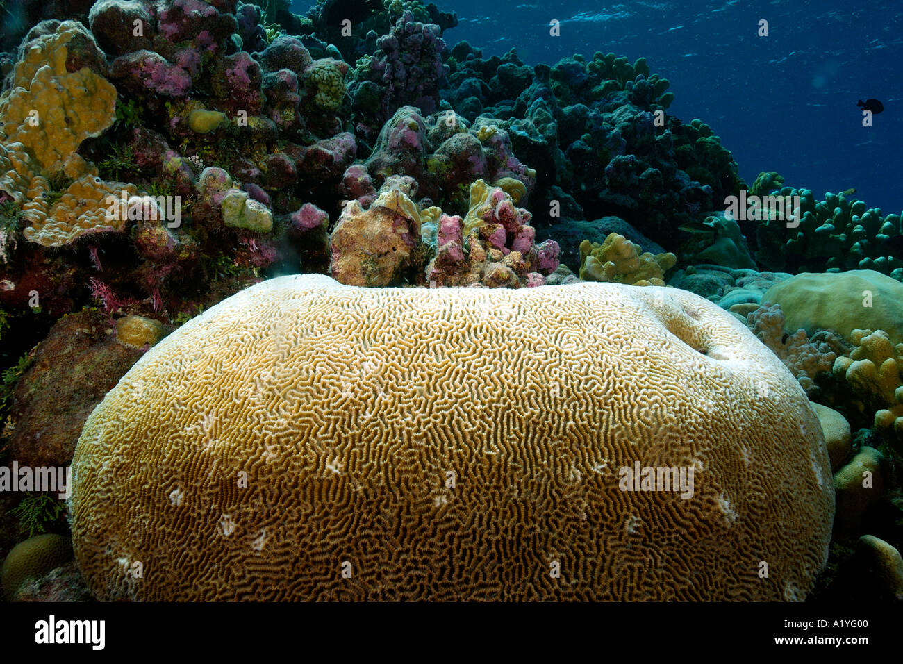 Brain coral Platygyra sinensis Namu atoll Marshall Islands N Pacific Stock Photo